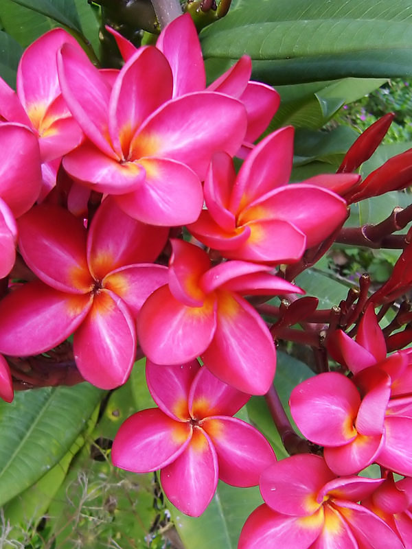 Guillots Sunset Plumeria Plant (hawaiian frangipani) Urban Tropicals