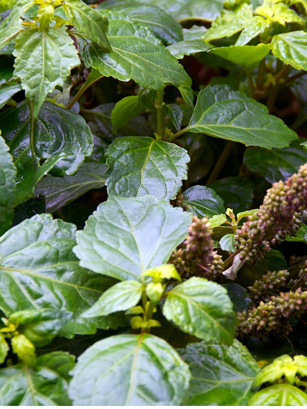 BOGO 2 Fragrant Patchouli Bushes (pogostemon cablin) Urban Tropicals