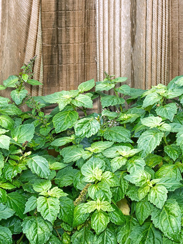 BOGO 2 Fragrant Patchouli Bushes (pogostemon cablin) Urban Tropicals