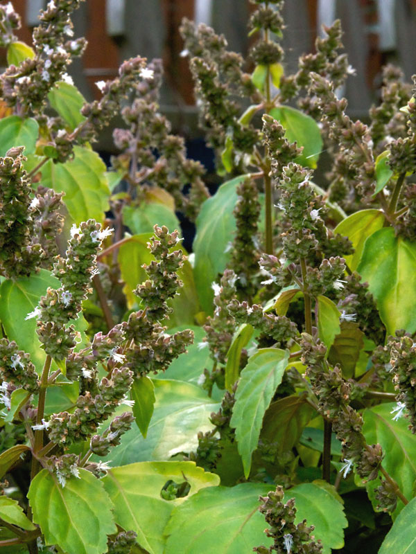 BOGO 2 Fragrant Patchouli Bushes (pogostemon cablin) Urban Tropicals