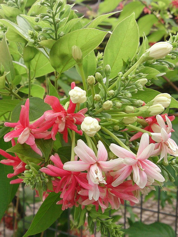 15+ rangoon creeper plants sale NedhalDarsi