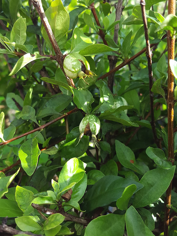 Blackberry Jam Fruit Bush (randia formosa) Urban Tropicals