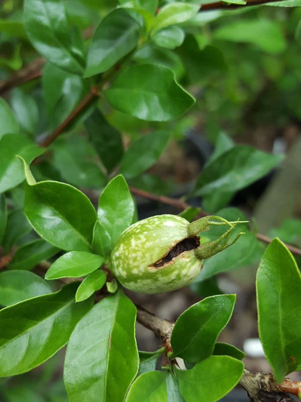 Blackberry Jam Fruit Bush (randia formosa) Urban Tropicals