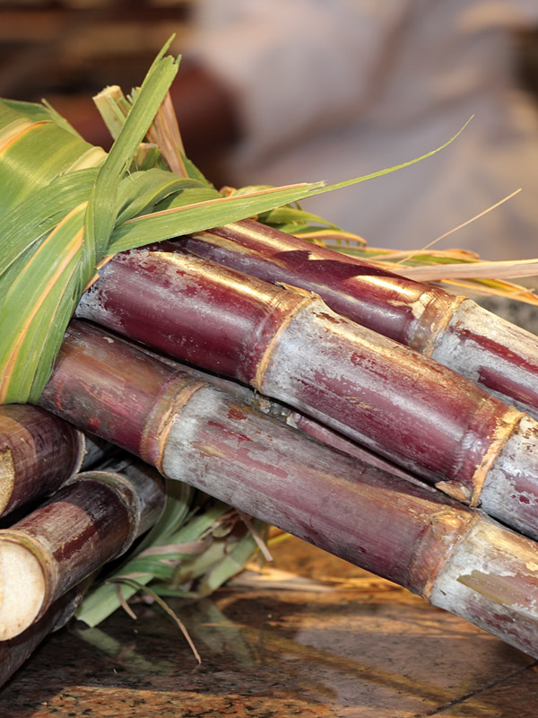 Polynesian Purple Sugarcane Plant Urban Tropicals