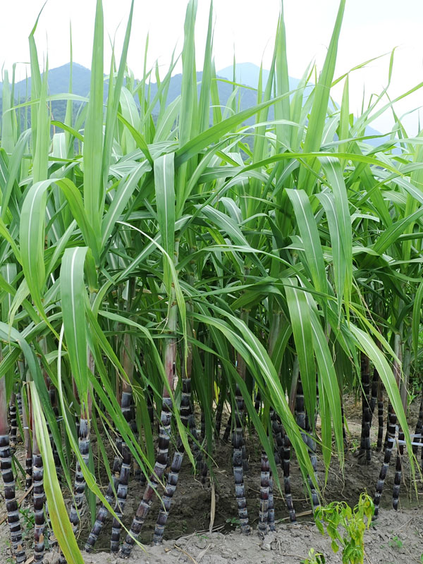 Top Seller Redlands Blackstrap Sugarcane Plant Urban Tropicals