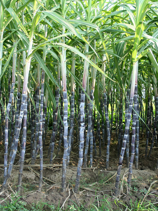 Top Seller Redlands Blackstrap Sugarcane Plant Urban Tropicals