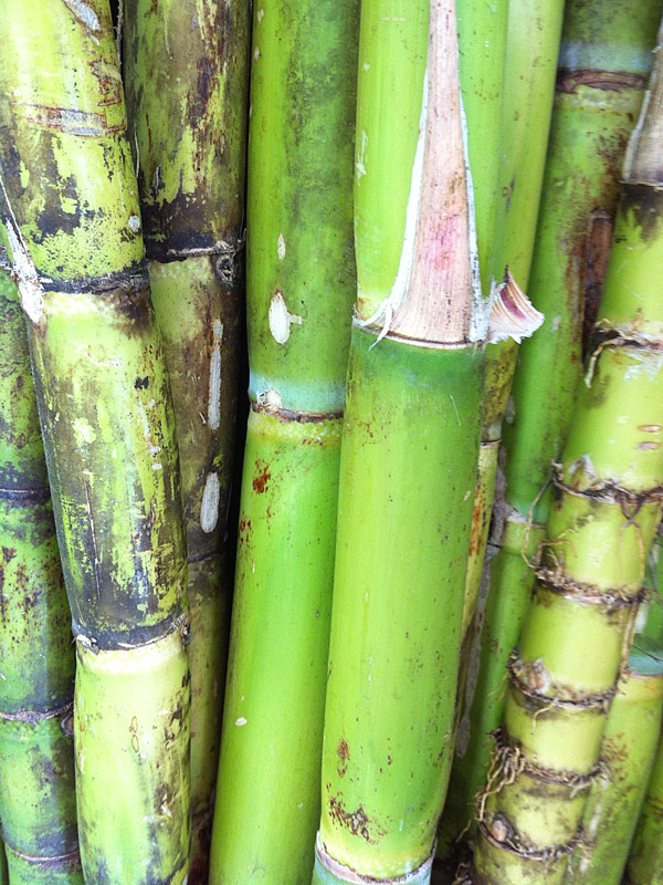 High Yield Sweet Florida Green Sugarcane Plant Urban Tropicals