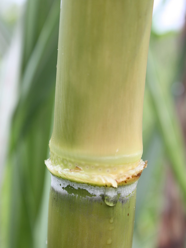 High Yield Sweet Florida Green Sugarcane Plant Urban Tropicals