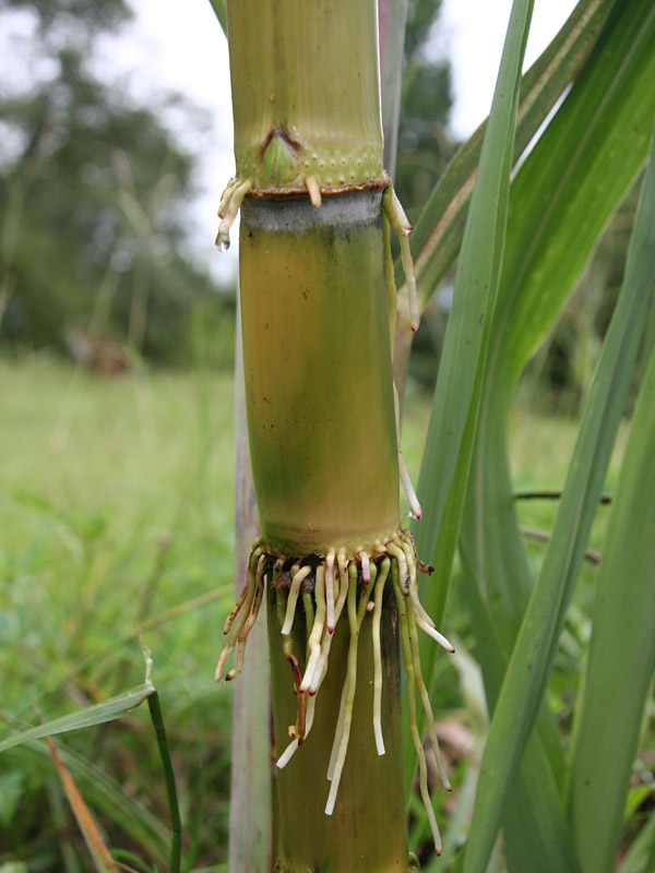 High Yield Sweet Florida Green Sugarcane Plant Urban Tropicals