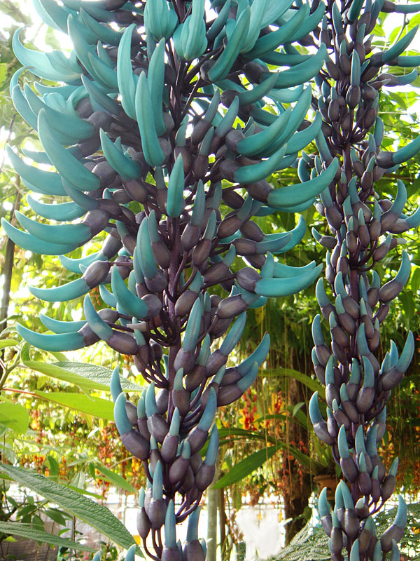 Blue Jade Vine (strongylodon macrobotrys) Urban Tropicals