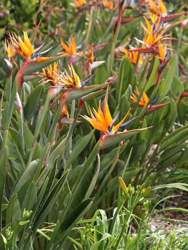 Tahitian Orange Bird of Paradise Plant (strelitzia reginae) Urban