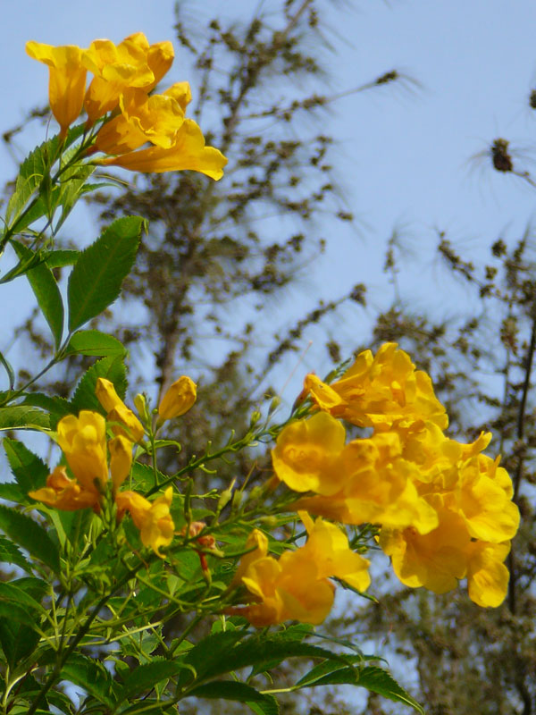 NEON Golden Trumpet Tree (tabebuia chrysotricha) Urban Tropicals