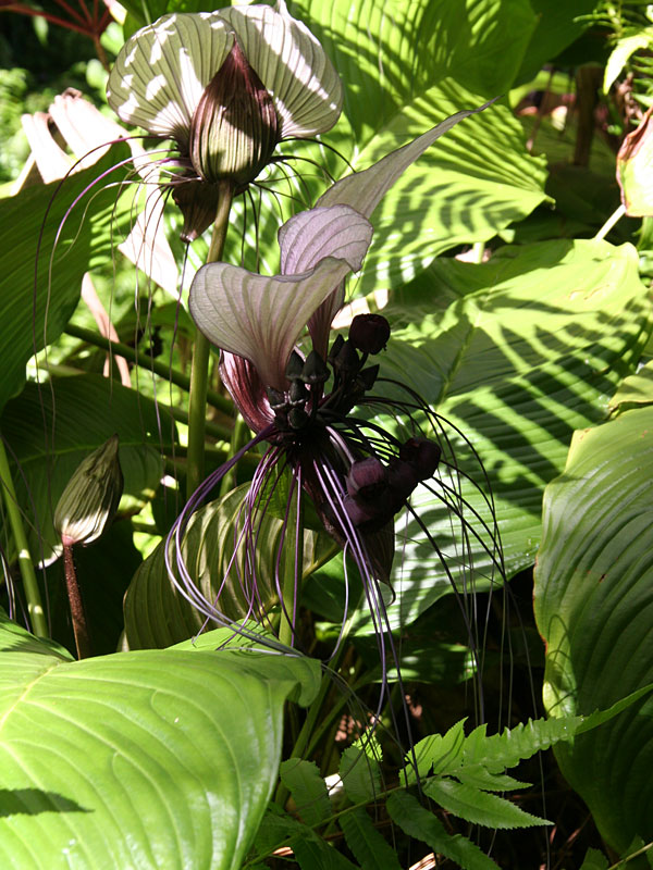 White Bat Flower Plant (tacca integrifolia) Urban Tropicals
