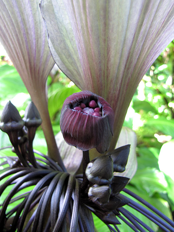 Lg. White Bat Flower Plant (tacca integrifolia) Urban Tropicals