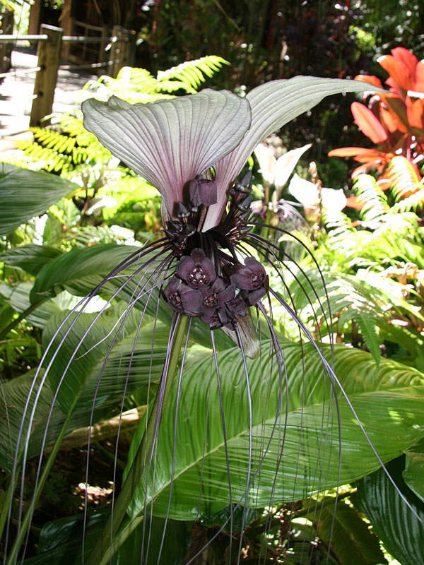 White Bat Flower Plant (tacca integrifolia) Urban Tropicals