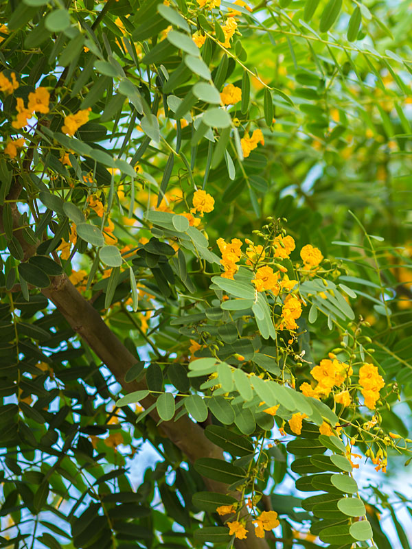 Cold Hardy Yellow Jacaranda, Tipu Tree (tipuana tipu) Urban Tropicals