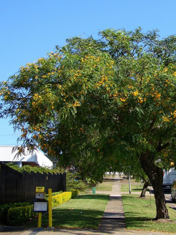 Cold Hardy Yellow Jacaranda, Tipu Tree (tipuana tipu) Urban Tropicals
