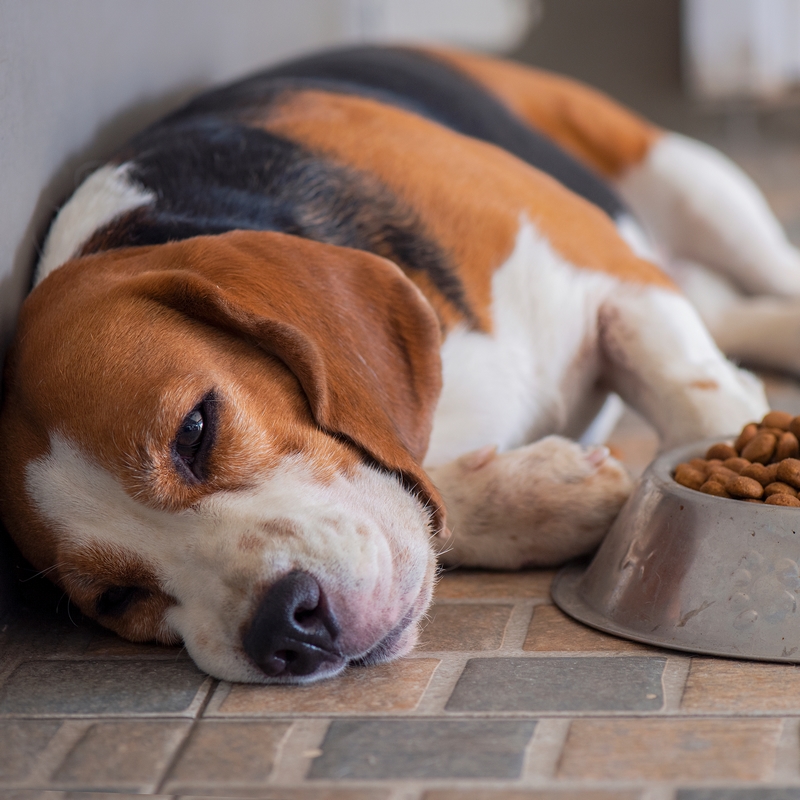 Dog Gastroenteritis Vomiting and diarrhoea Urban Vets