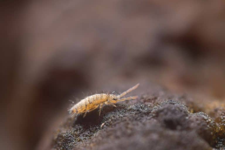 The Big Book of Worm Bin Pests & Problems