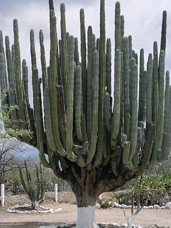 Lg. Arizona Organ Pipe Cactus (lemaireocereus thurberi) Urban Xeriscape