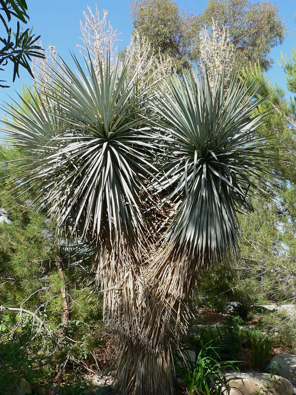 Blue Headed Yucca (yucca rigida) Urban Xeriscape