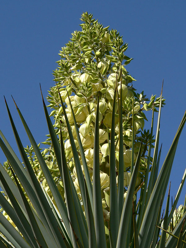 Blue Headed Yucca (yucca rigida) Urban Xeriscape