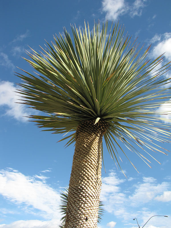 Blue Beaked Yucca (yucca rostrata) Urban Xeriscape
