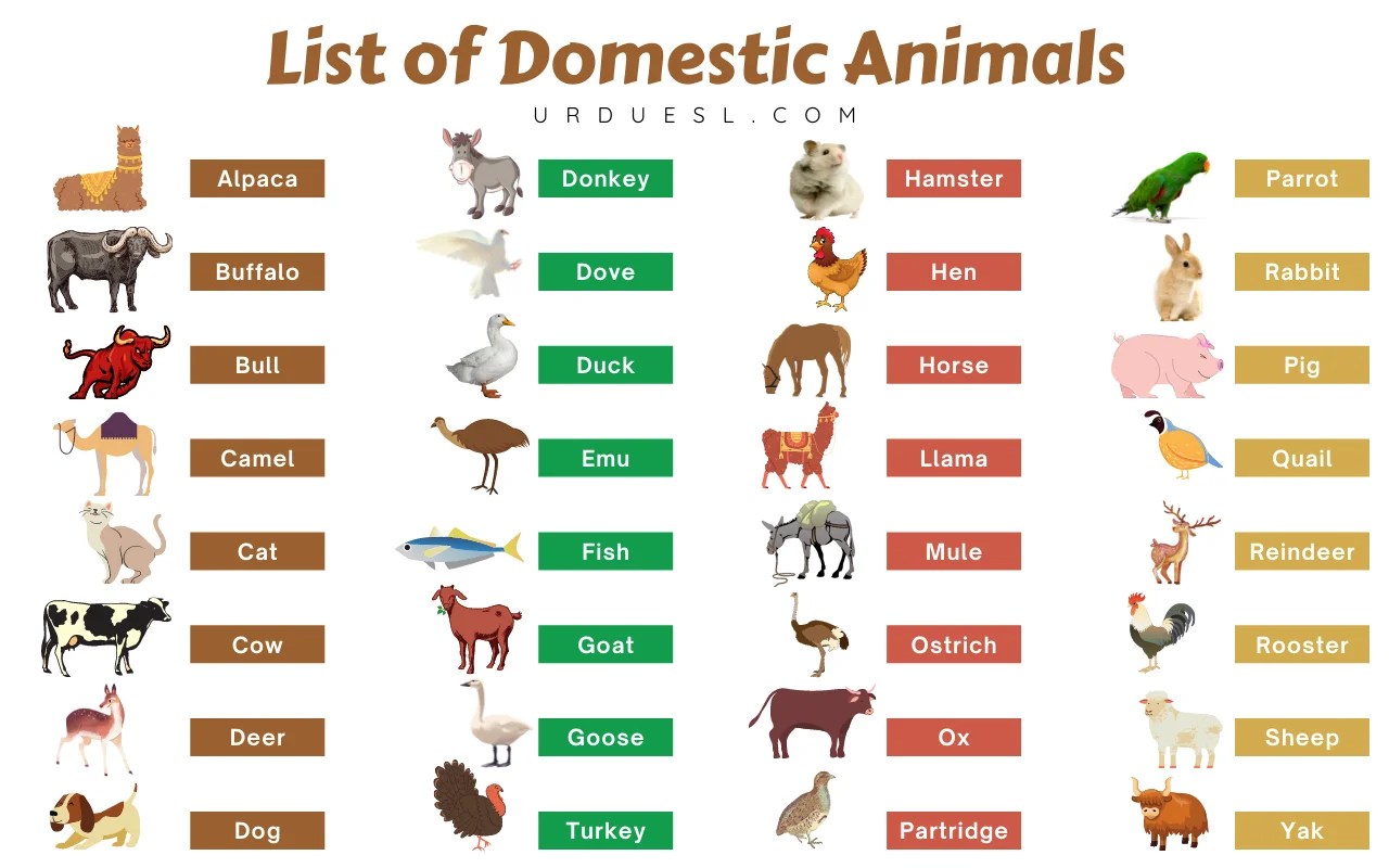 List Domestic Animals Names in English with Pictures and Pdf