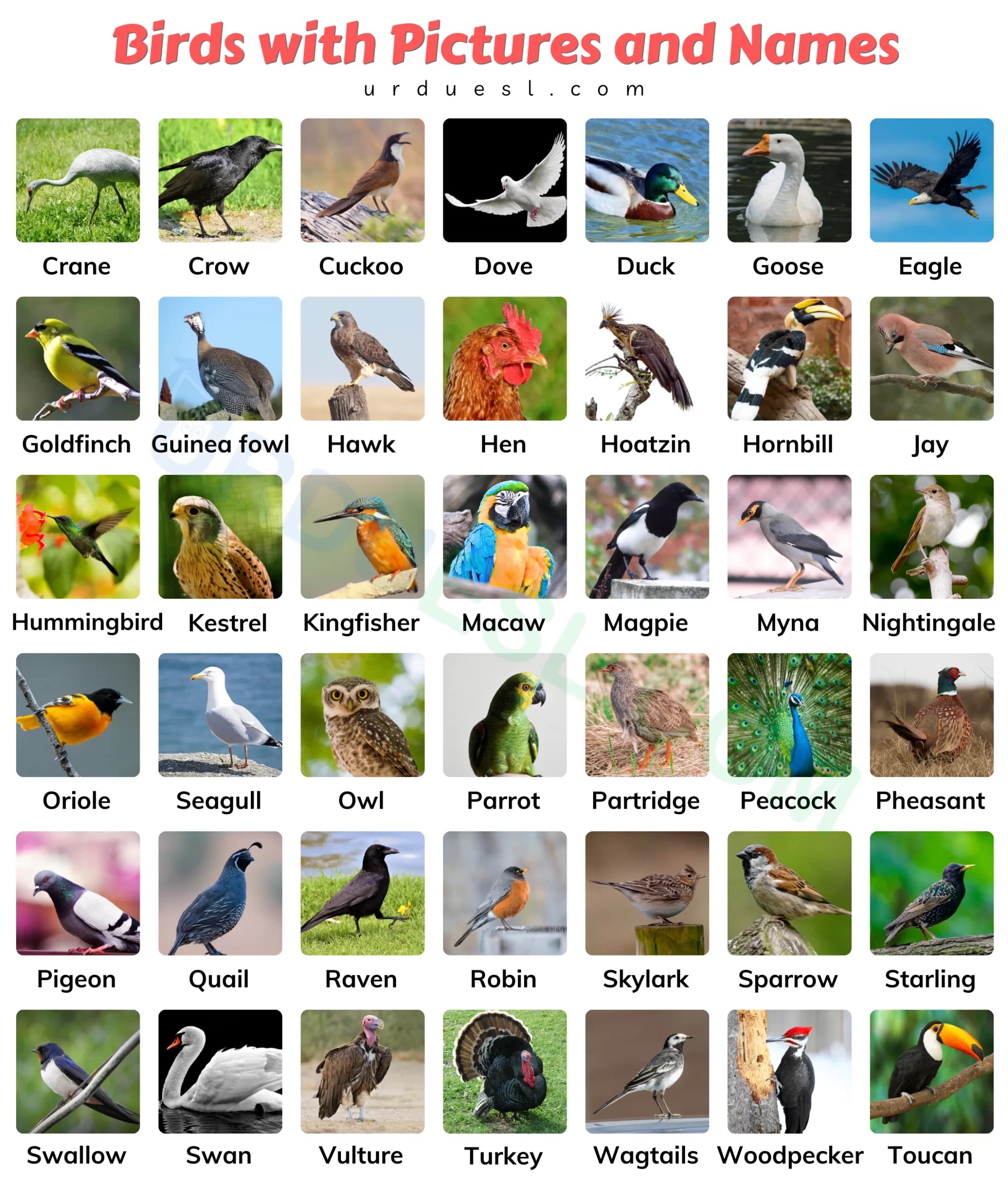 A to Z Bird Names List in English with Pictures Download in Pdf