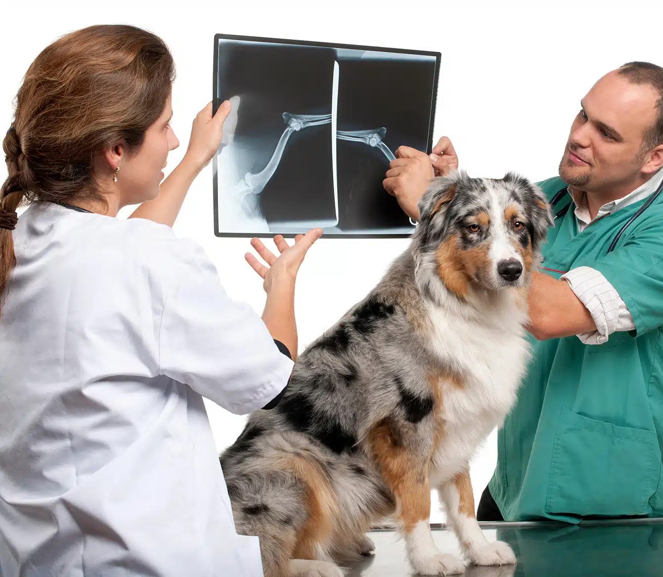 Vet Radiography in El Cerrito California Urgent Pet Care