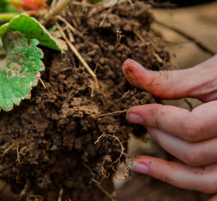Why Planting in cremation Ashes Directly won´t work Bios Urn®