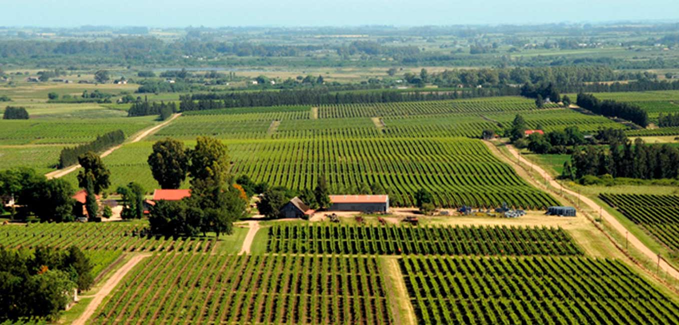 Uruguay Farms Agriculture investment consulting unit of Fischer