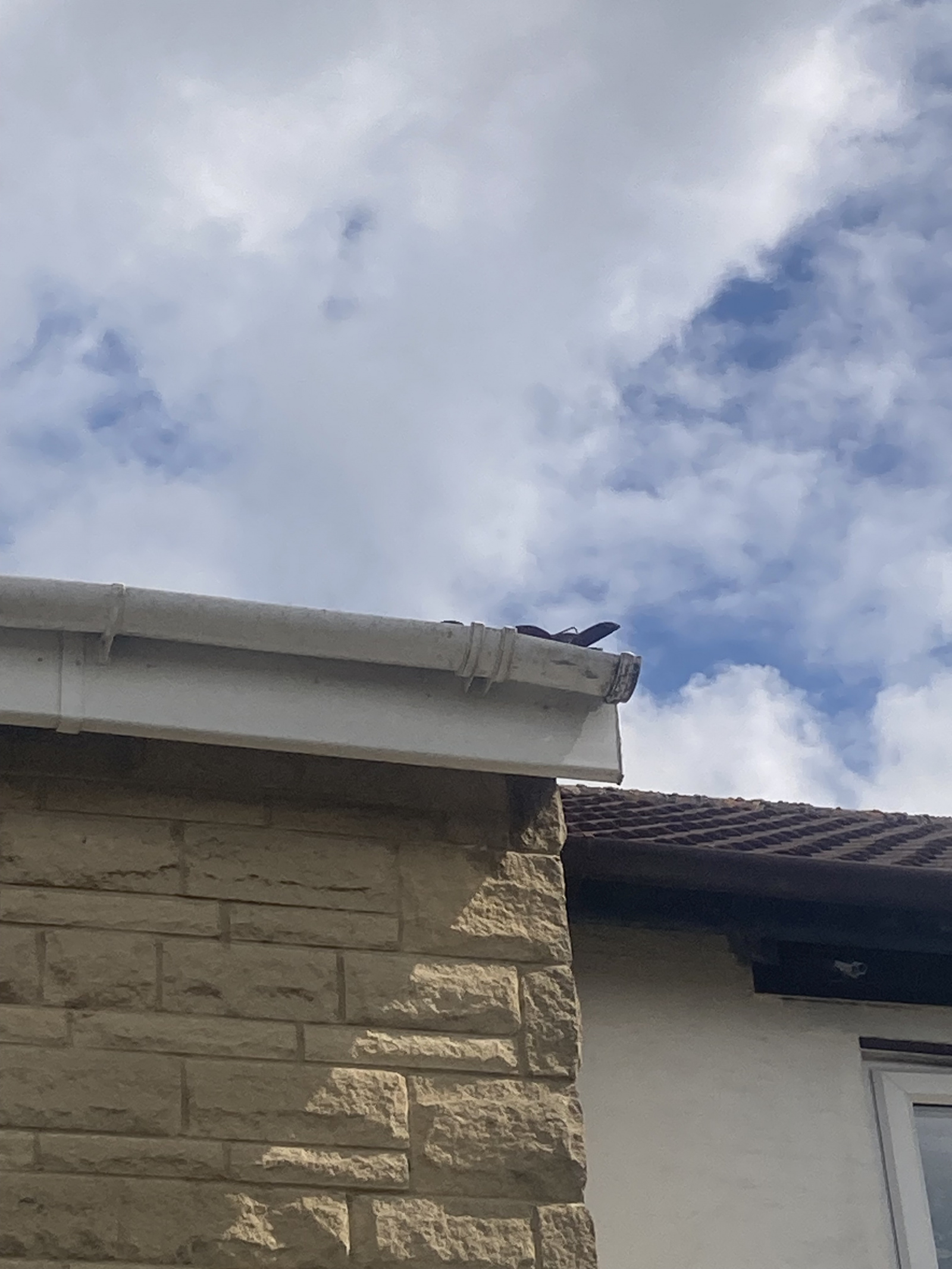 Guttering leaking — MoneySavingExpert Forum