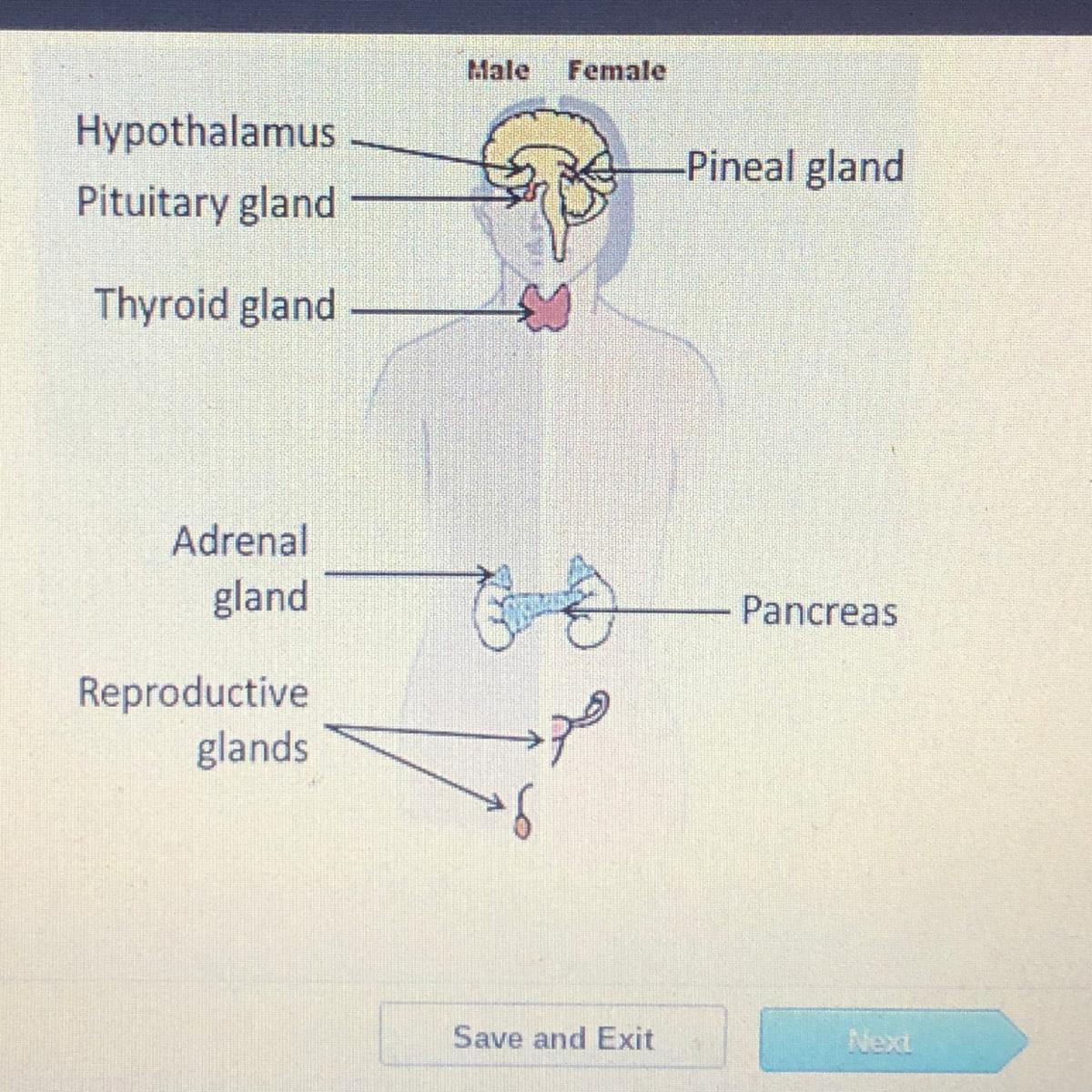 Which system is represented by the diagram below? Male Female