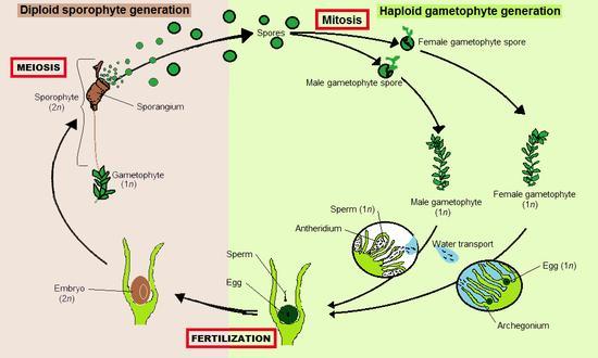 Which Of These Represents The Sporophyte Generation Of The Moss Life Cycle? - Brainly.com