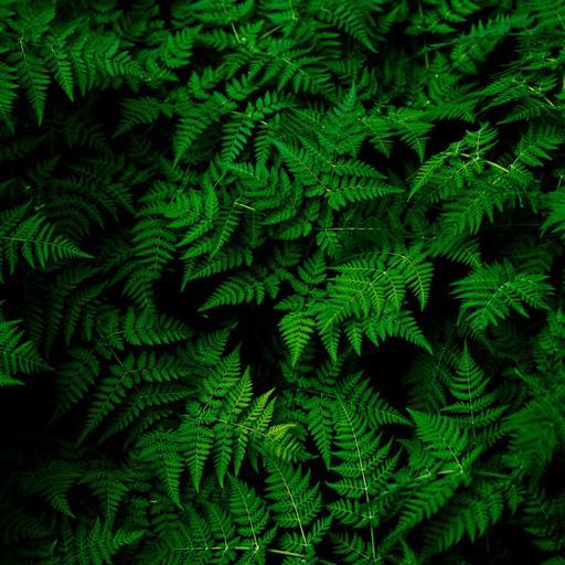 Why Is It Likely That The Shona Had Different Cultural Influences? -  Brainly.com