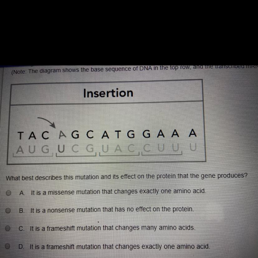 The diagram shows the effect of a point mutation on a