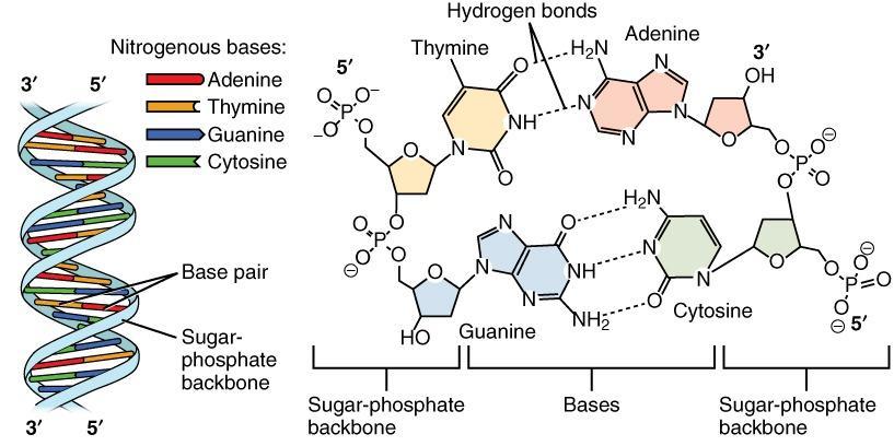 Which Of The Following Dna Molecules Is The Most Stable? A. Ctgcatac Gacgtatg B. Gaaatttc - Brainly.com