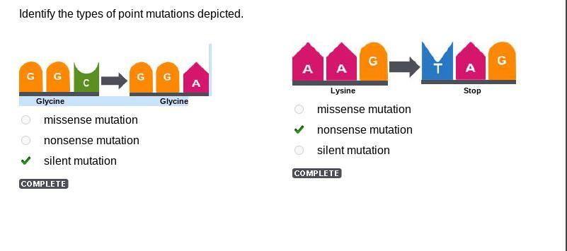 Identify the types of point mutations depicted.
