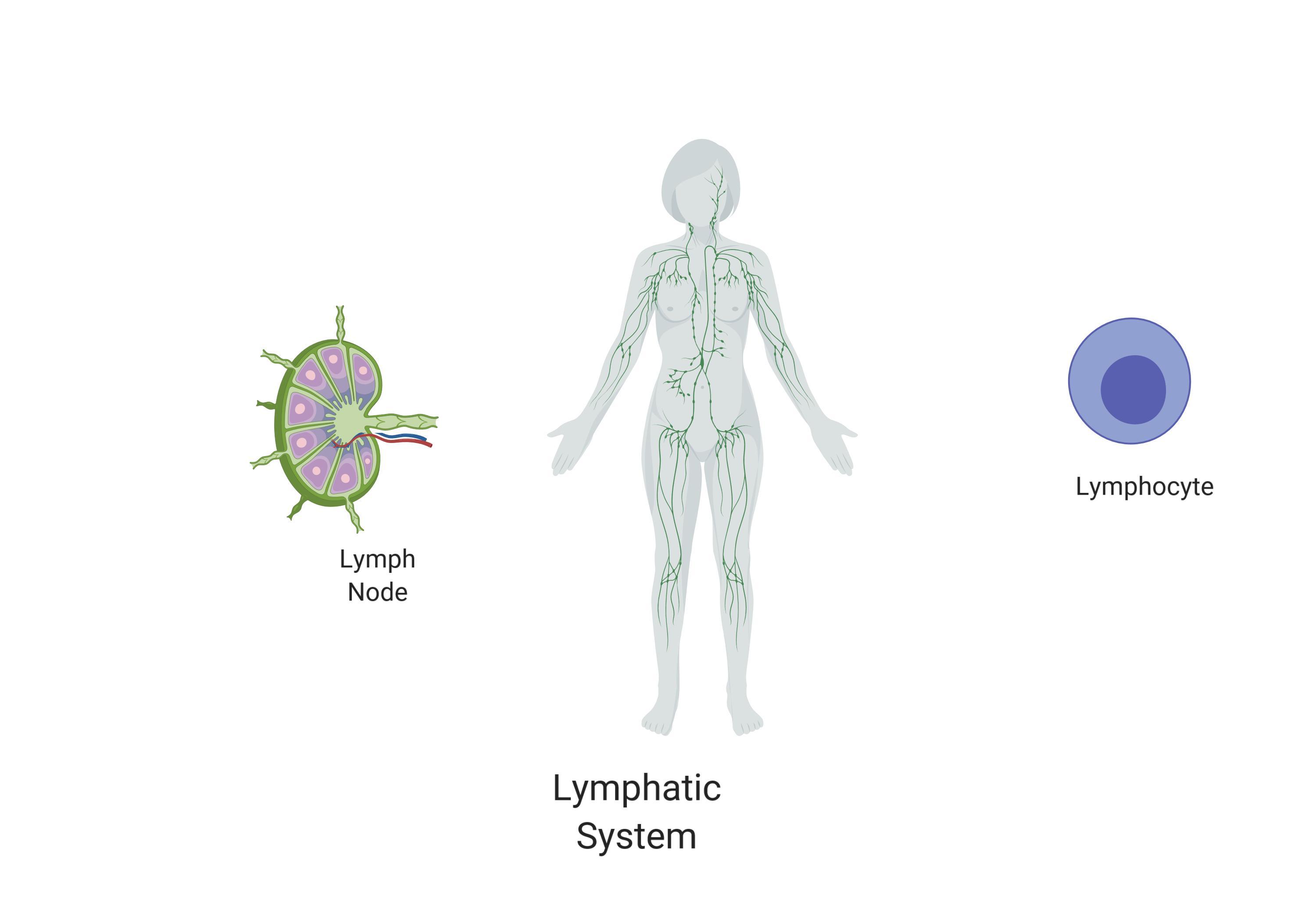 What is a secondary function of the lymphatic system? Maintaining fluid