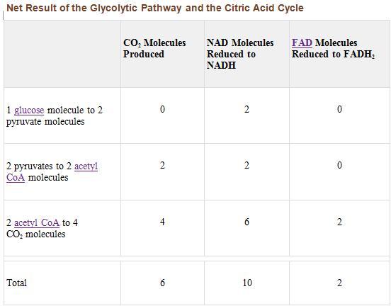 For Each Moleule Of Glucose That Is Metabolized By Glycolysis And The Citric Acid Cycle, What Is The - Brainly.com