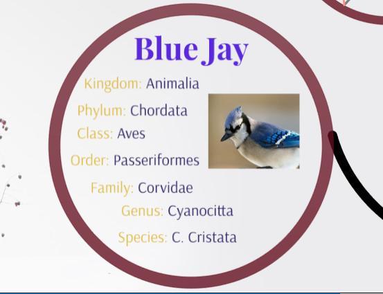 30 Points!!! If Anyone Knows The Levels Of Classification For Blue Jays, Robins, Cardinals Canaries - Brainly.com