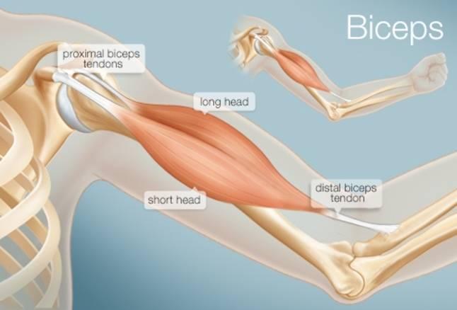 Your biceps muscle is attached to the top of your humerus and to the Your biceps muscle is attached to the top of your humerus and to the