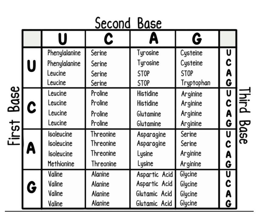 1OO POINTS AND BRAINLIEST IF RIGHT Use the codon chart below to