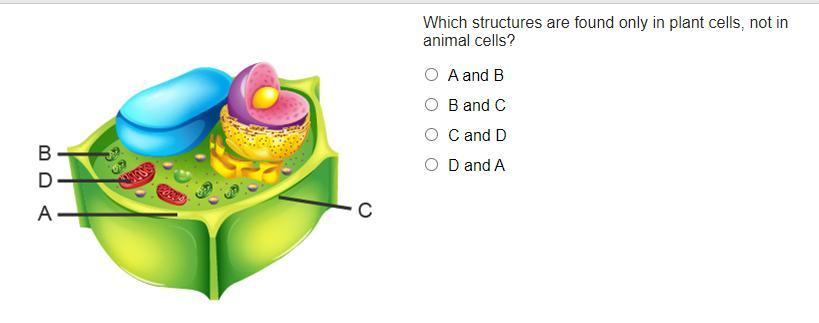 Which structures are found only in plant cells, not in