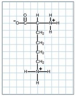 Modify Lysine, Below, To Show The Predominant Form At Ph 7. - Brainly.com