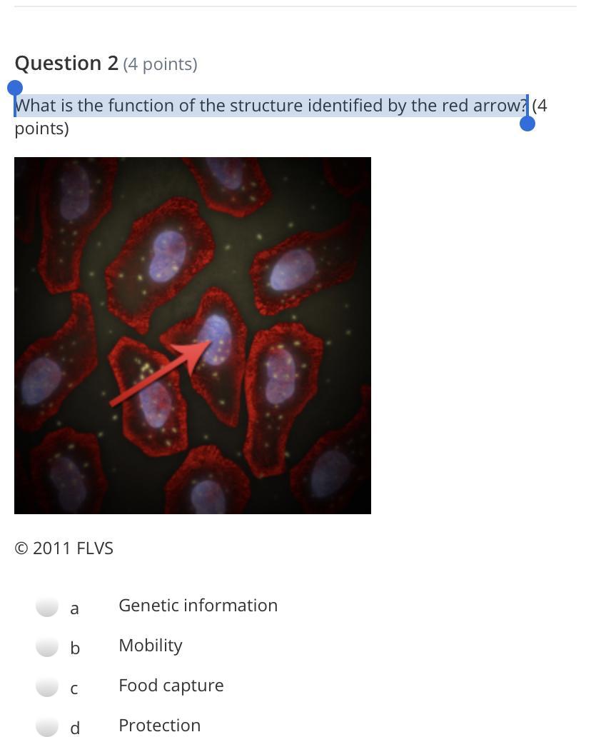 What is the function of the structure identified by the red arrow