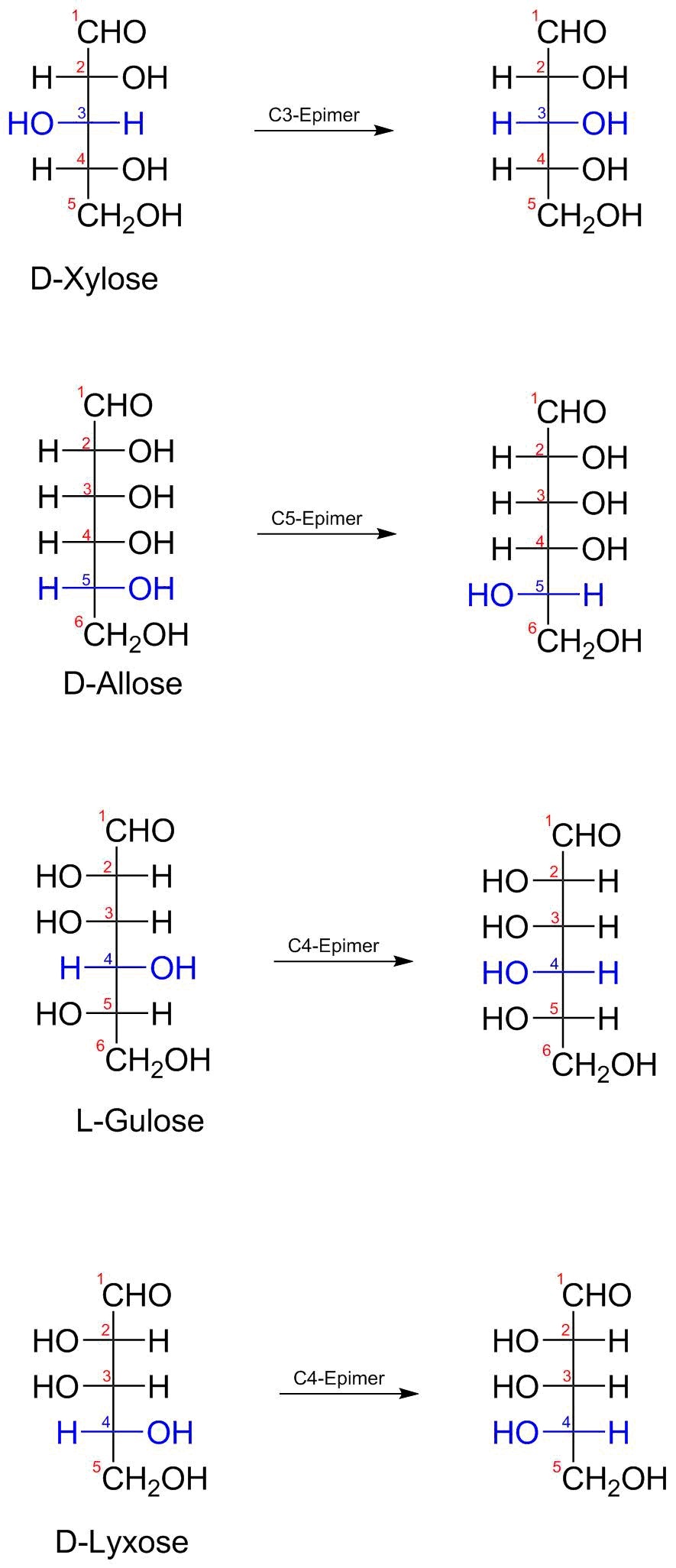 What sugar is the c3 epimer of dxylose? b. what sugar is the c5