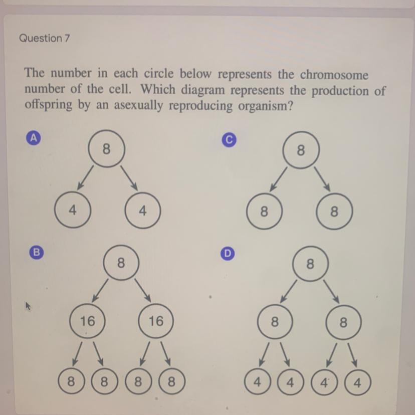 The number in each circle below represents the chromosome number of the