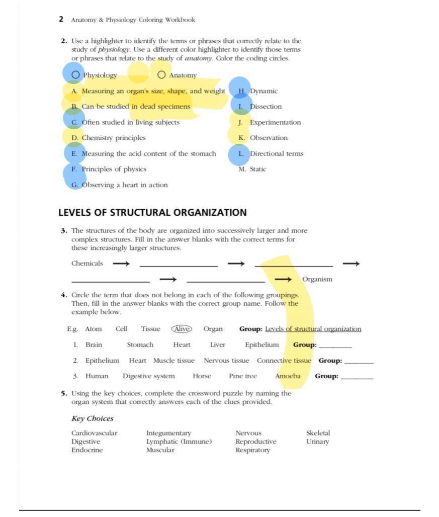 Anatomy And Physiology Marieb Answer Key Digestive Copy
